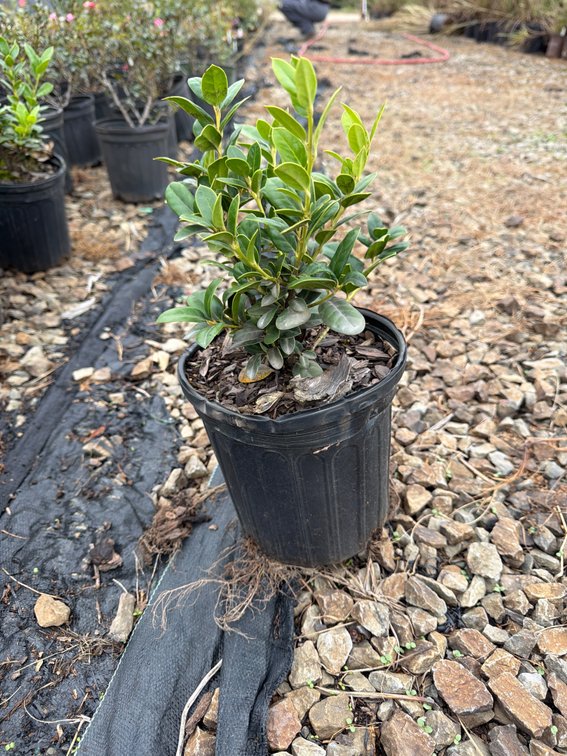 12count Burford Holly 1 gal