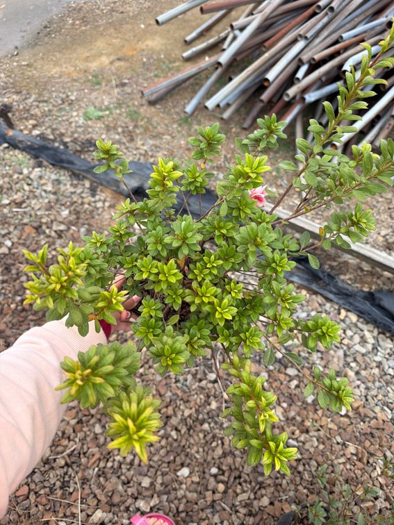 10count Mixed Encore Azalea 1 gal