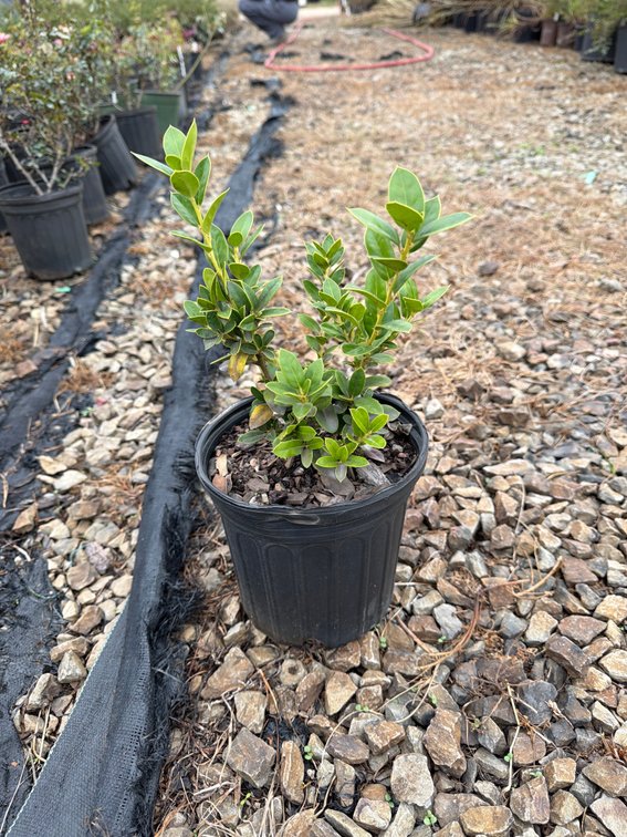 12count Burford Holly 1 gal