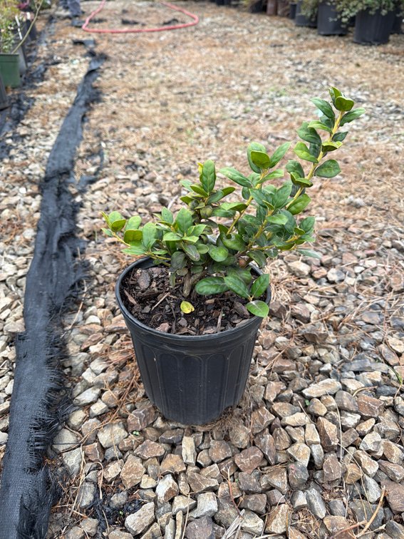 12count Burford Holly 1 gal