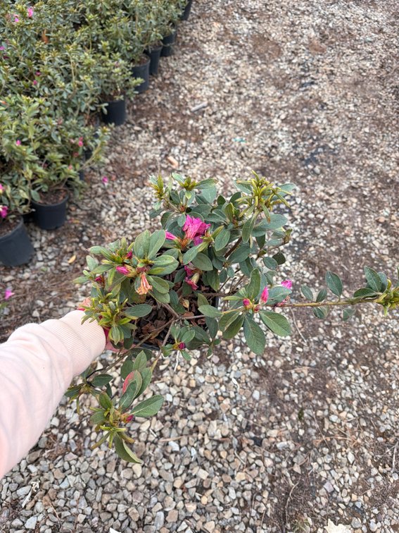 10count Mixed Encore Azalea 1 gal