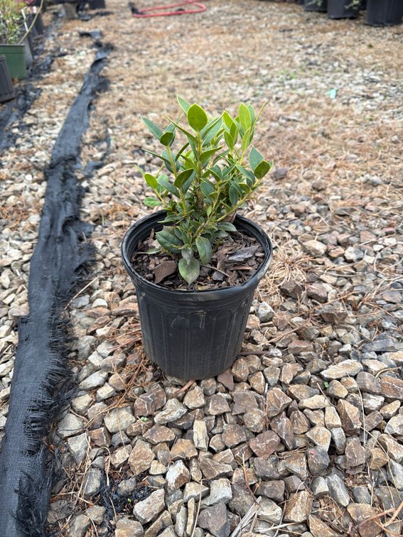 12count Burford Holly 1 gal