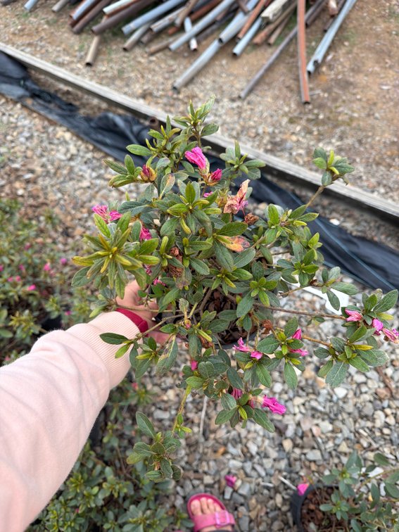10count Mixed Encore Azalea 1 gal