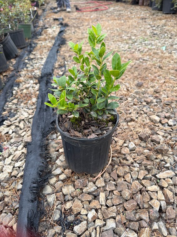 12count Burford Holly 1 gal