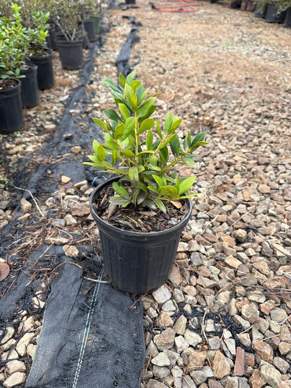 12count Burford Holly 1 gal