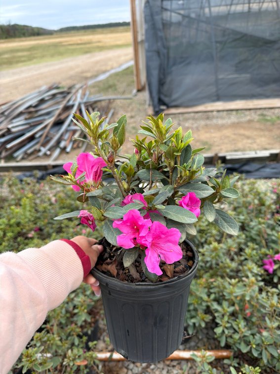 10count Sangria Encore Azalea 1 gal