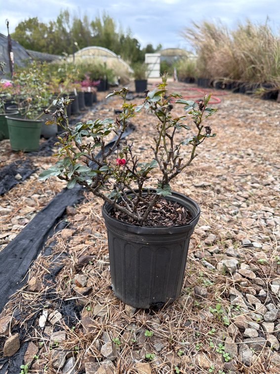 10count Petite Knockout Rose 1 gal