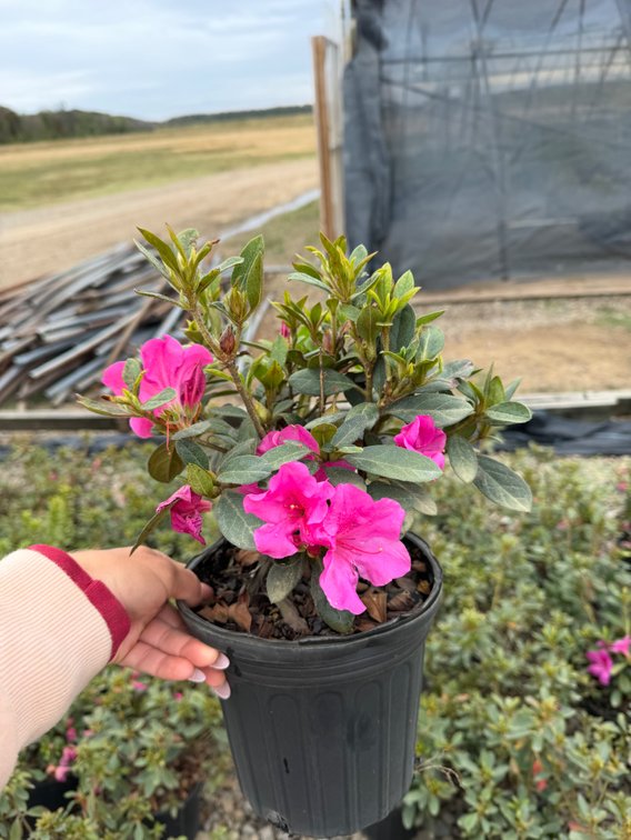 10count Sangria Encore Azalea 1 gal