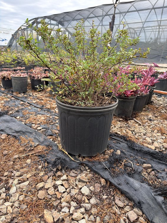 4count Little Bonnie Spirea 3 gal
