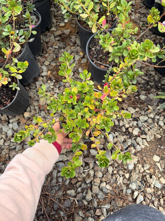 12count Red Azalea 1 gal