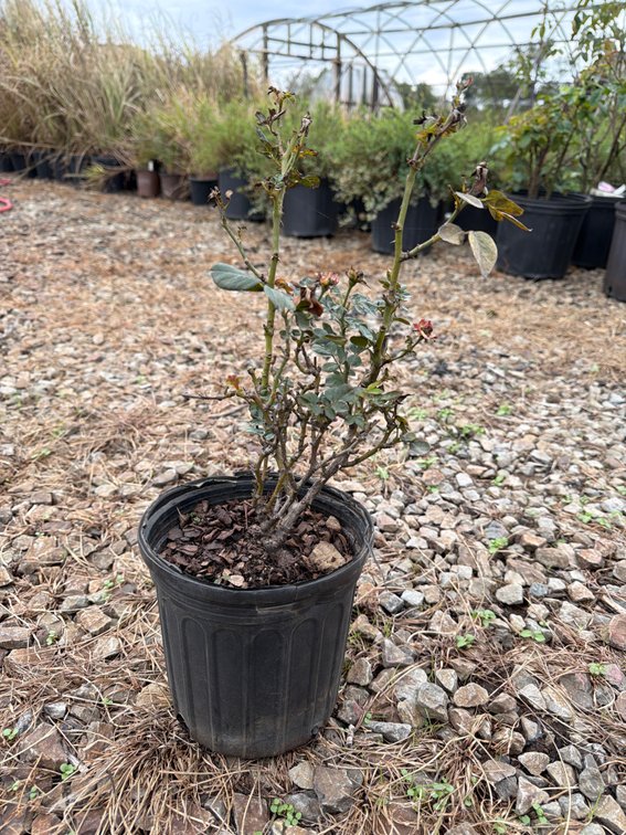 10count Petite Knockout Rose 1 gal