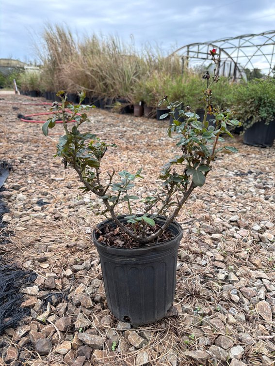 10count Petite Knockout Rose 1 gal