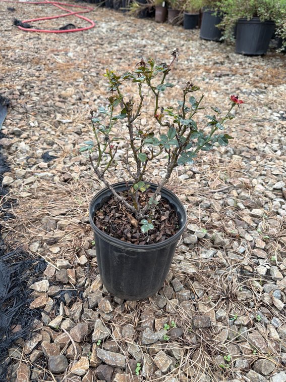 10count Petite Knockout Rose 1 gal