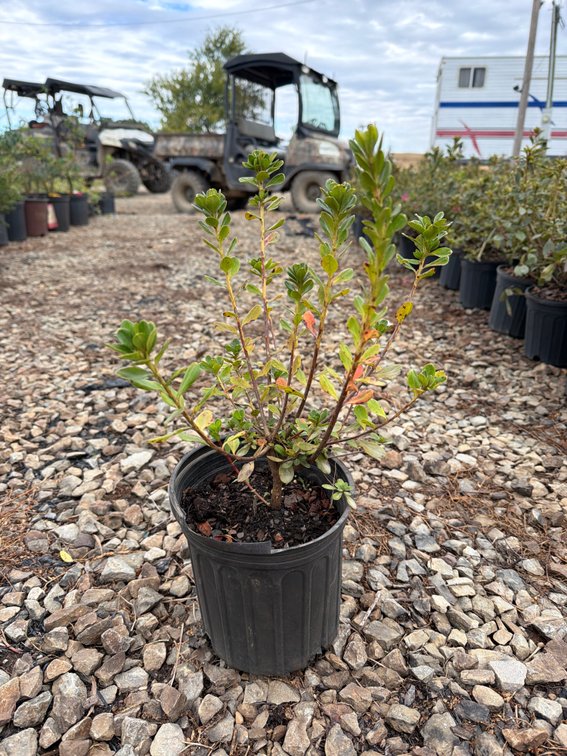 12count Red Azalea 1 gal