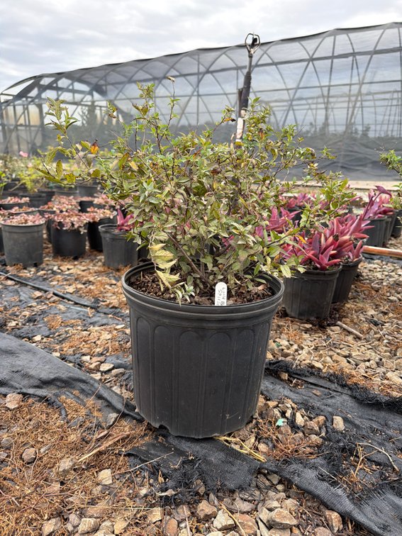 5count Little Bonnie Spirea 3 gal