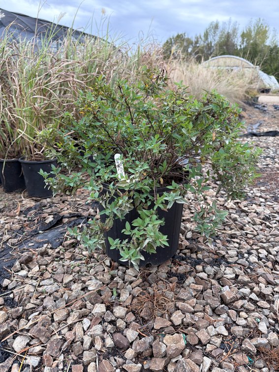 5count Little Bonnie Spirea 3 gal