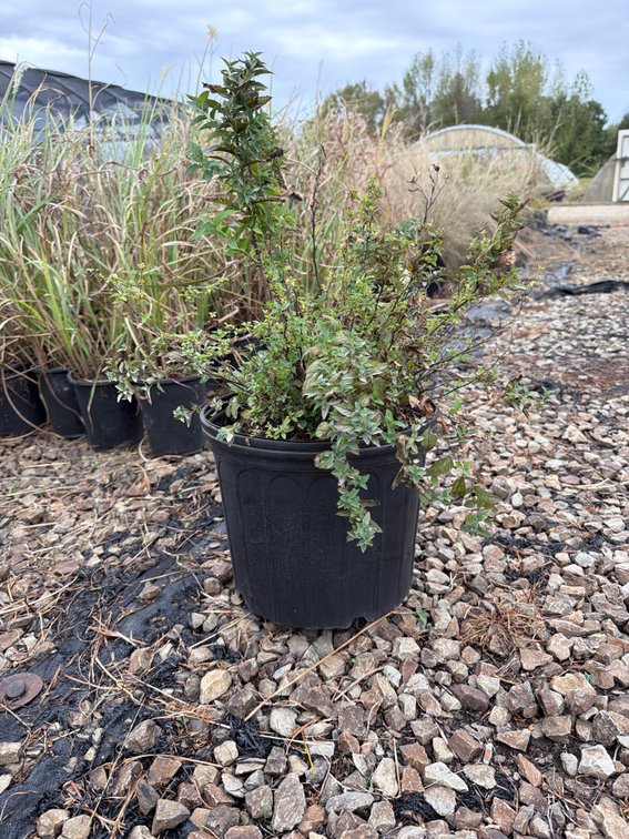 5count Little Bonnie Spirea 3 gal
