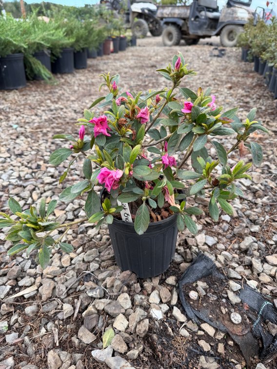 10count Twist Encore Azalea 1 gal