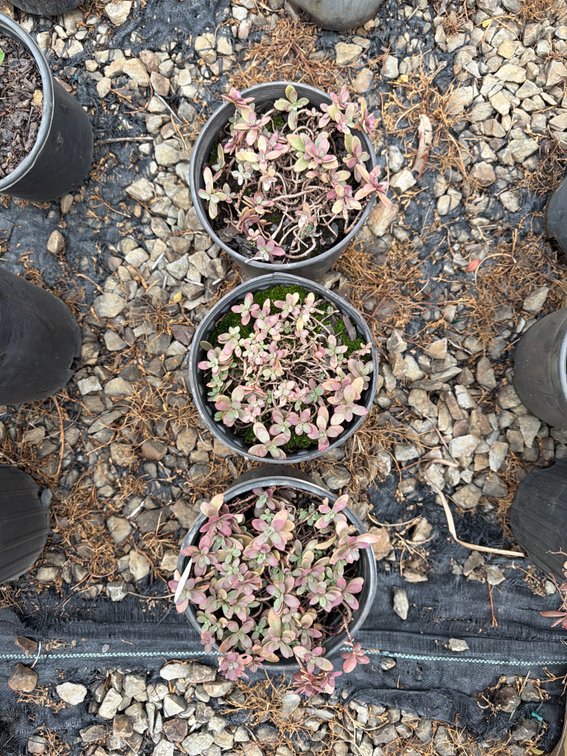 3count Firecracker Sedum 1 gal