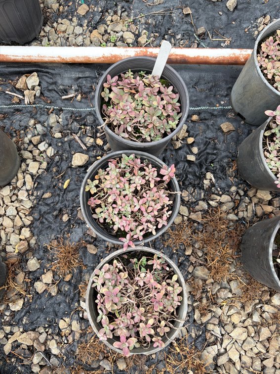 3count Firecracker Sedum 1 gal