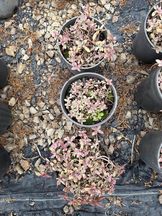 3count Firecracker Sedum 1 gal