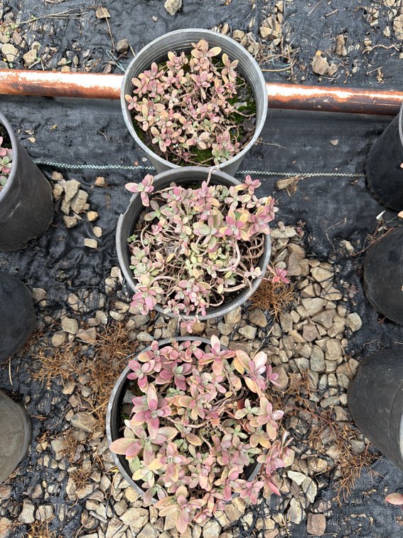 3count Firecracker Sedum 1 gal