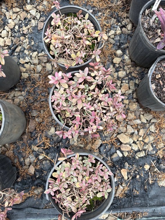 3count Firecracker Sedum 1 gal