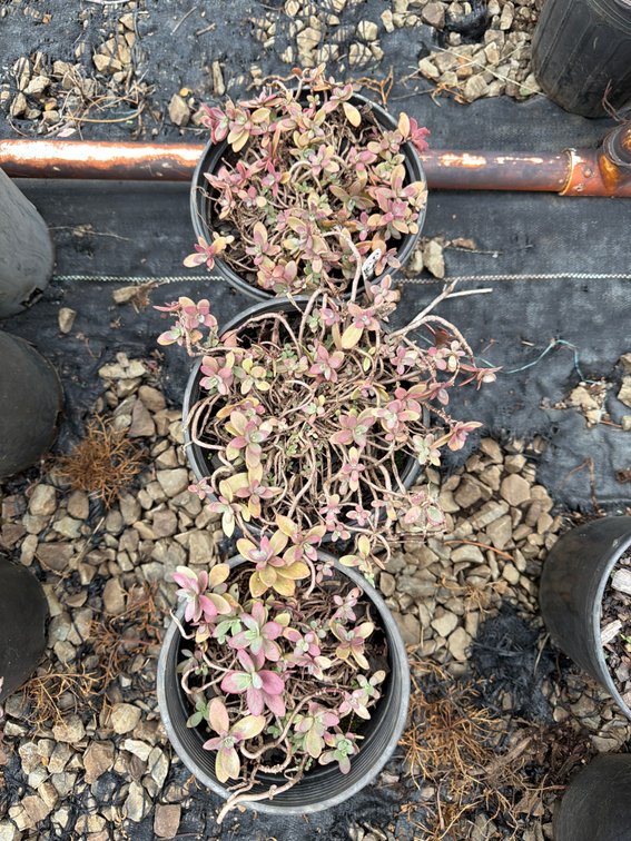 3count Firecracker Sedum 1 gal