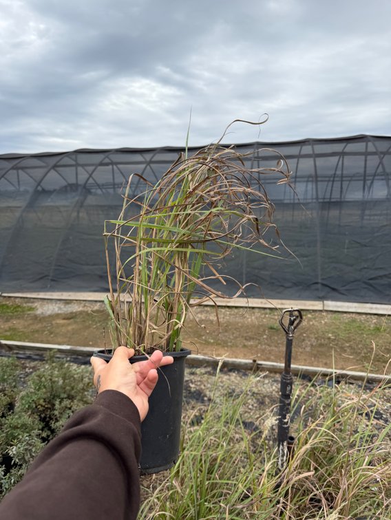 10count My Fair Maiden Grass 1 gal