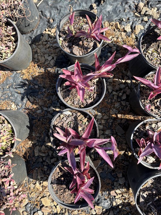 4count Purple Wandering Jew 1 gal