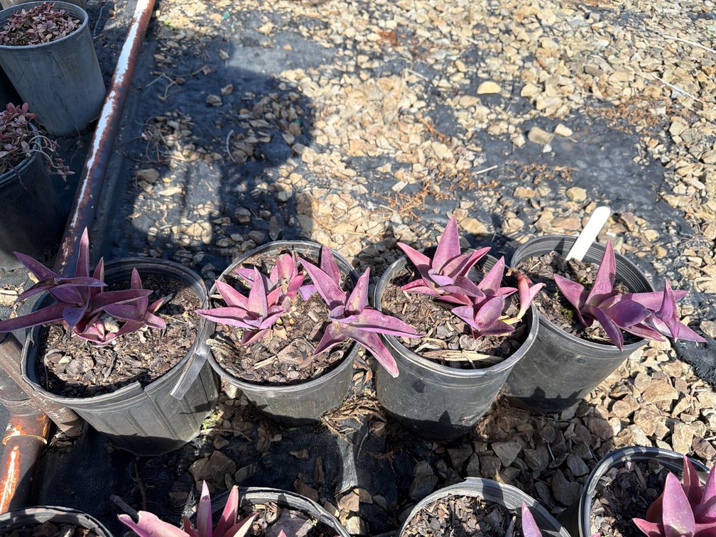 4count Purple Wandering Jew 1 gal