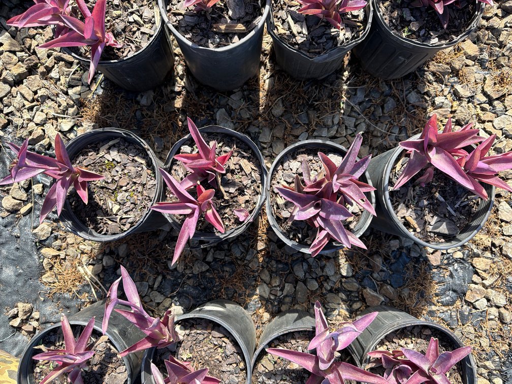 4count Purple Wandering Jew 1 gal