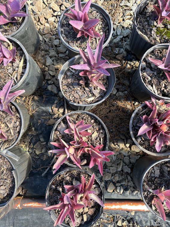 4count Purple Wandering Jew 1 gal
