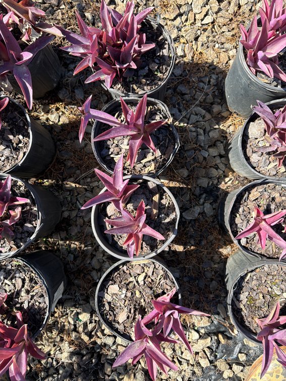4count Purple Wandering Jew 1 gal