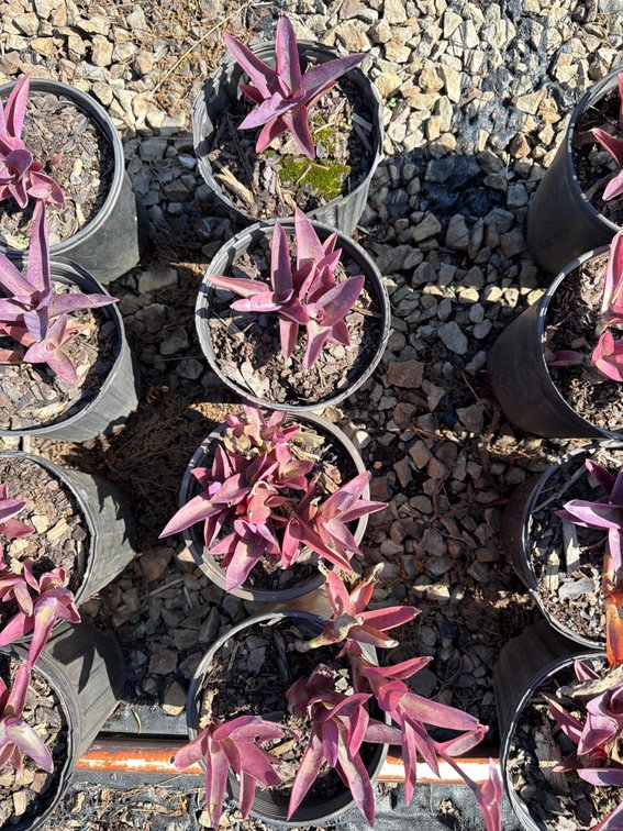 4count Purple Wandering Jew 1 gal