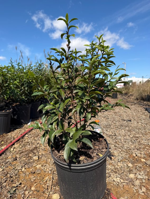 4count Stellar Ruby Magnolia 3 gal