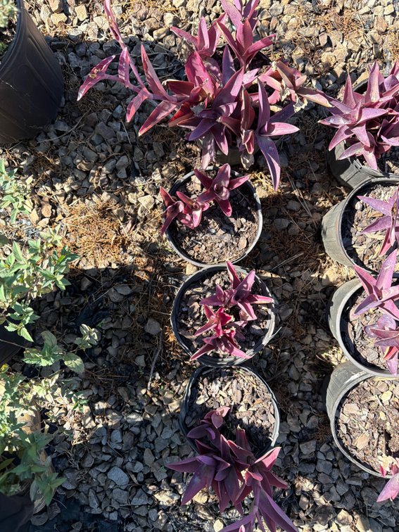 4count Purple Wandering Jew 1 gal