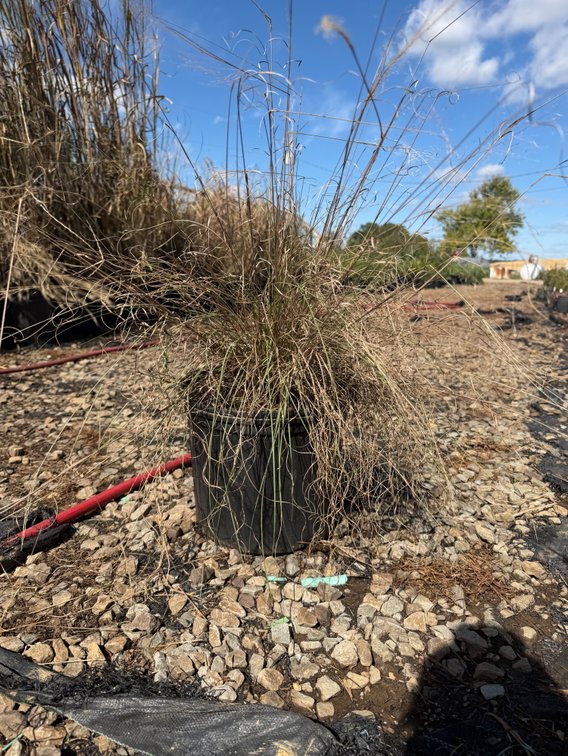 6count Undaunted Muhlenbergia Grass 3 gal