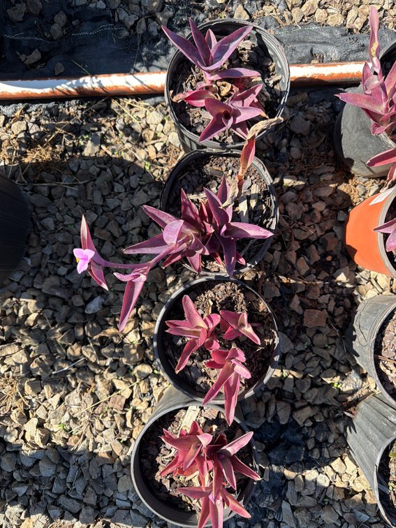 4count Purple Wandering Jew 1 gal