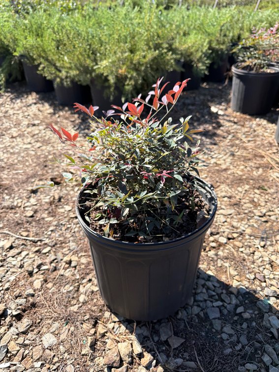 6count Flirt Nandina 3gal