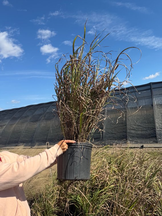 8count Silberfeder Miscanthus Grass 3 gal