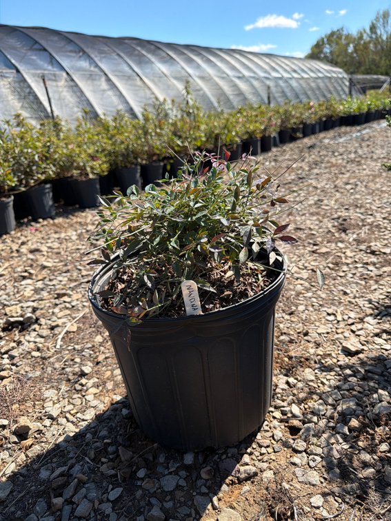 6count Flirt Nandina 3gal