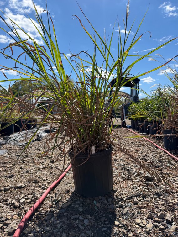 6count Strictus Miscanthus Grass 3 gal