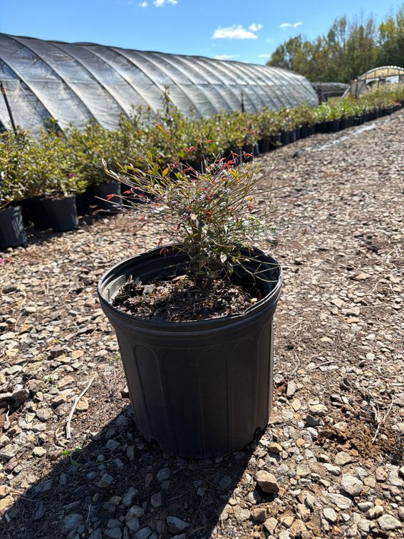 6count Flirt Nandina 3gal