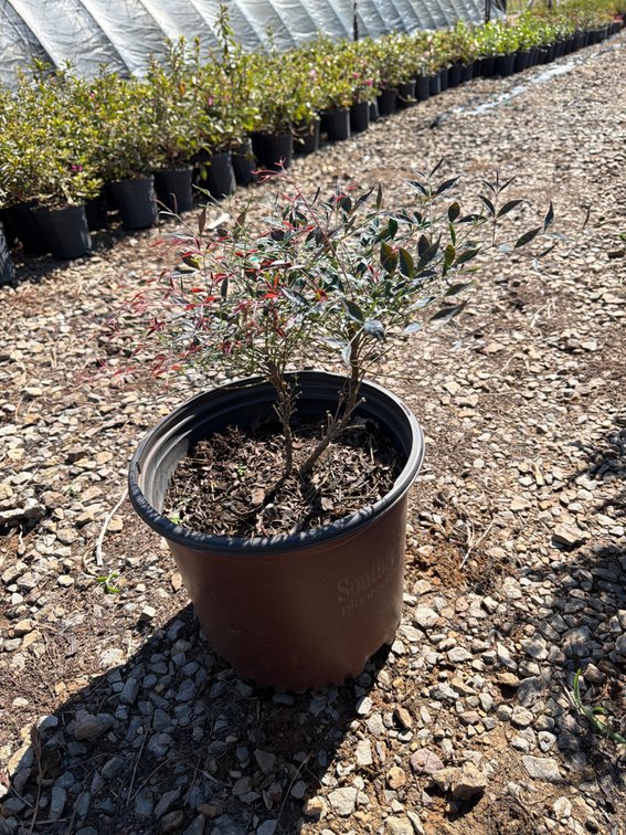 6count Flirt Nandina 3gal
