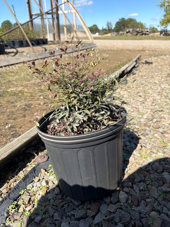 6count Flirt Nandina 3gal