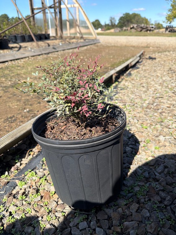 6count Flirt Nandina 3gal