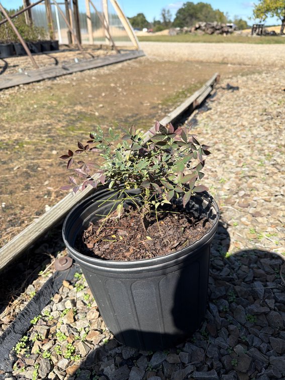 6count Flirt Nandina 3gal