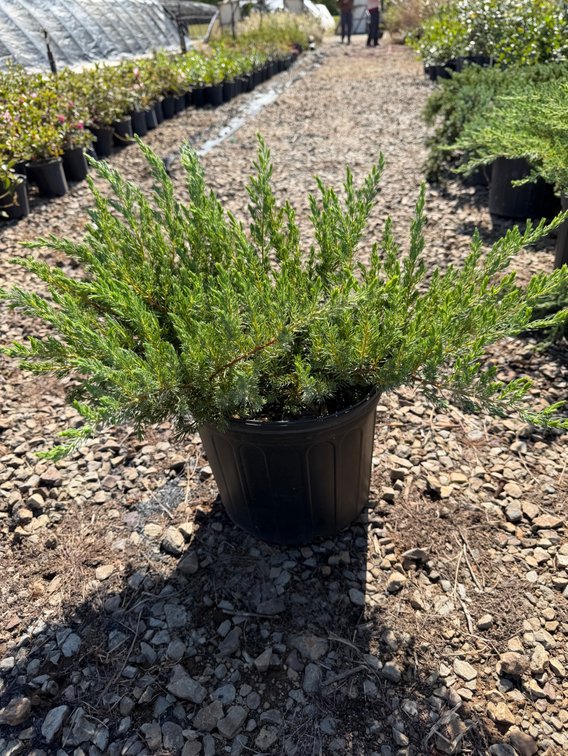 5count Creeping Juniper 3 gal