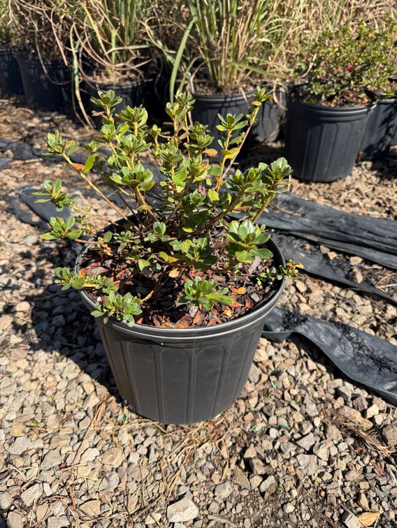 8count Red Azalea 3 gal